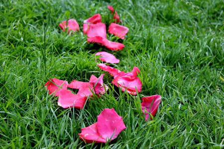 pink rose petals on green grassの写真素材