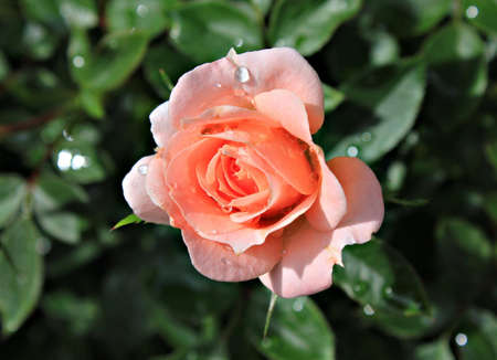 orange roseの写真素材