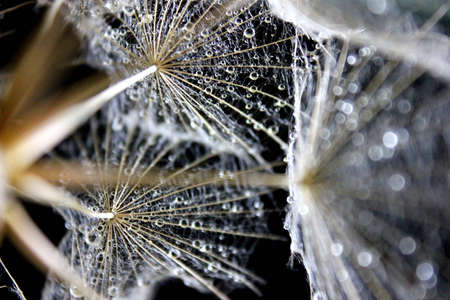 beautiful dandelion macro with water dropsの写真素材