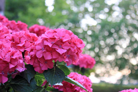 pink hydrangea with lovely bokeh backgroundの写真素材