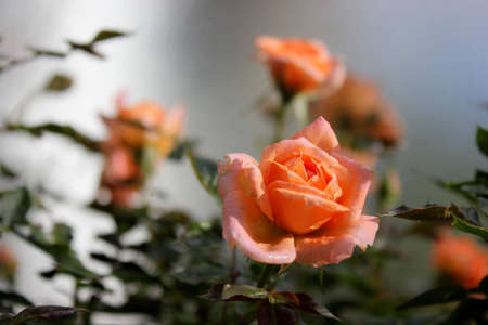 lovely rosesの写真素材