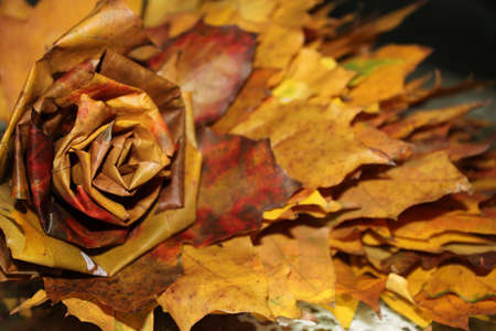 lovely autumn rose made with colorful leafsの写真素材