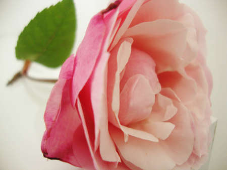 lovely close up pink roseの写真素材