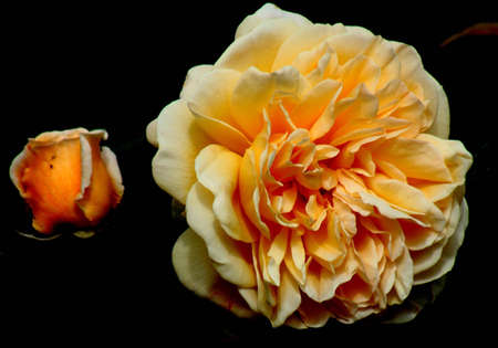 orange rose close upの写真素材