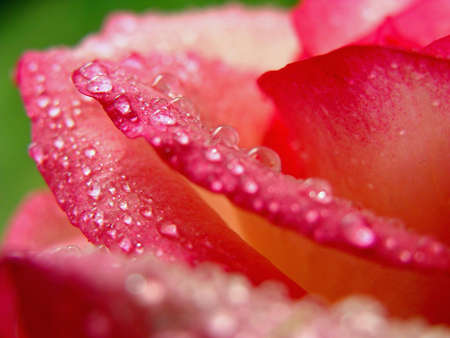 		lovely bokeh macro rose with drops			の写真素材