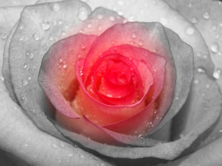 black and colorful macro roseの写真素材