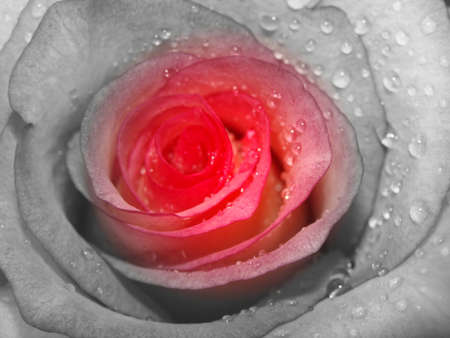 black and pink macro roseの写真素材