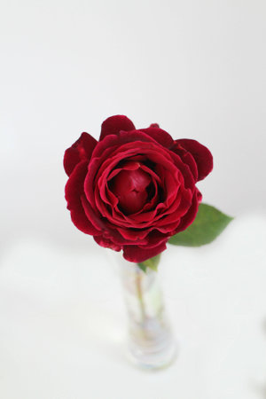 beautiful red roseの写真素材