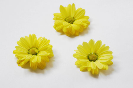 yellow flowers over the white backgroundの写真素材