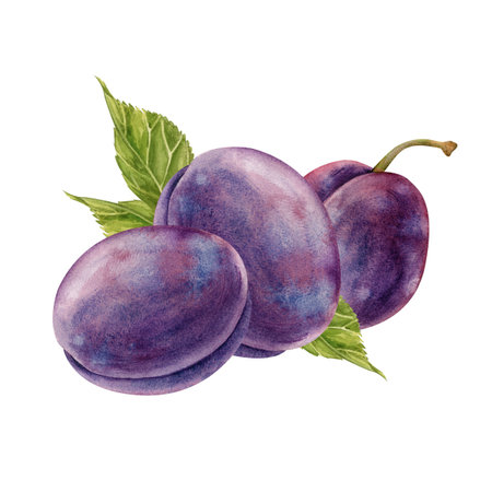 Watercolor composition with juicy plums and green leaves, hand-painted. Botanical illustration on a white background. Isolated. For making postcards, invitations, packaging, and scrapbooking. Clipart.の写真素材