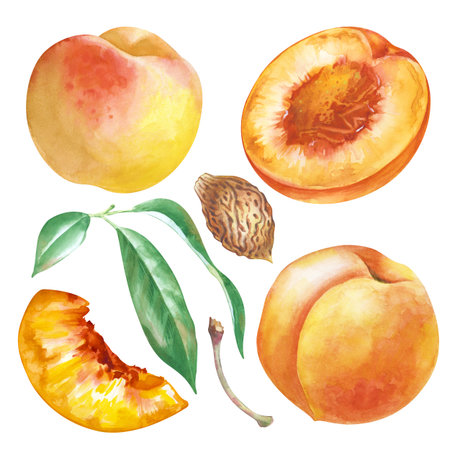 Watercolor set with a peach and its parts, hand-drawn. Ripe whole fruit, half a peach, slice, stone, stem and leaves. Botanical illustration. Clipart.の写真素材