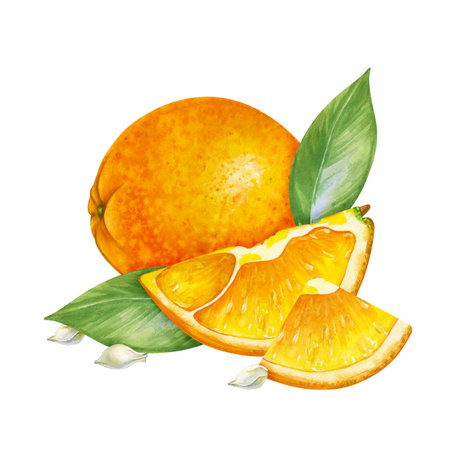 A hand-drawn composition with an orange, its slices, green leaves and seeds. Watercolor illustration...