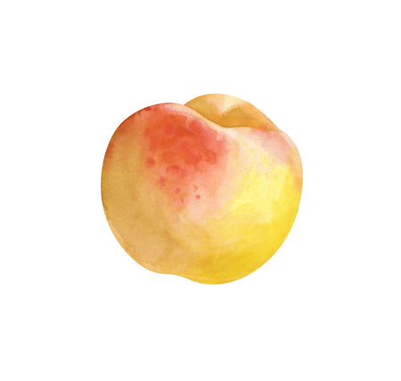 A round whole peach is hand-drawn. Watercolor illustration isolated on a white background. A clipart for packaging, textiles, juice, scrapbooking, and printed products.の写真素材