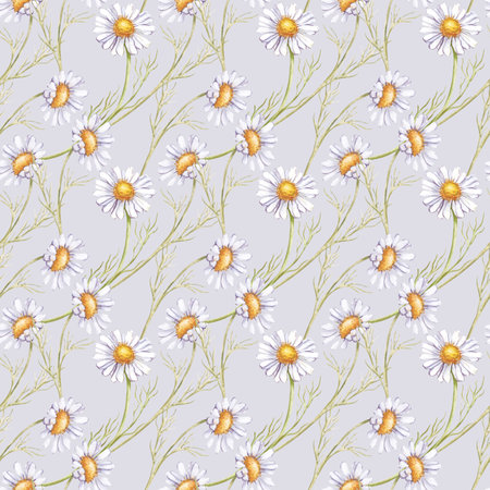 Seamless hand-painted pattern with daisies on a light gray background. Watercolor botanical background with white wildflowers. A template for textiles, wrapping paper, tableware, and wallpaper.の写真素材