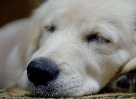 close-up of a golden retriver puppyの写真素材