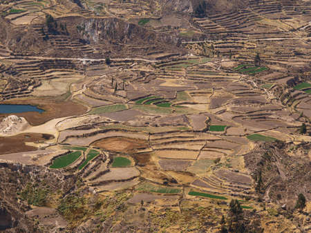 Terraces in Colca Canyon, Peruの写真素材