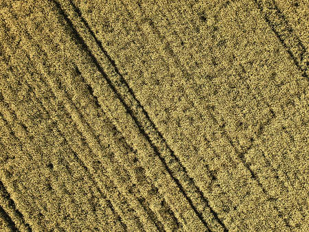 Aerial view of agricultural landscape - canola fieldの写真素材