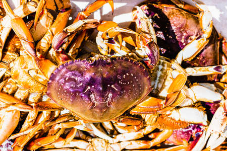 A freshly caught purple tinted Dungeness crab sits on a pile of other crabs.の写真素材