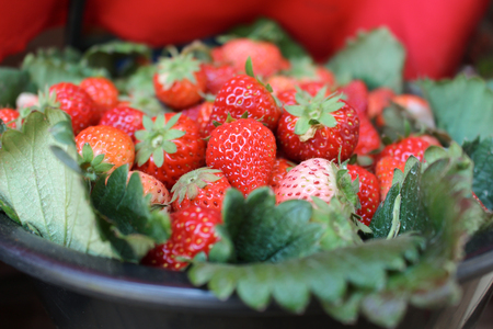 Strawberru on black bucketの写真素材