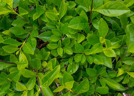 Green leaves background.の素材