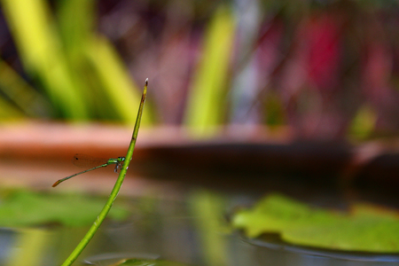 dragonfly is on the treeの写真素材