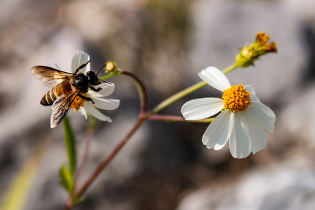 Bee and flowersの写真素材