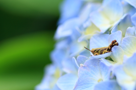 Hydrangeaの写真素材