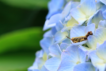 Hydrangeaの写真素材