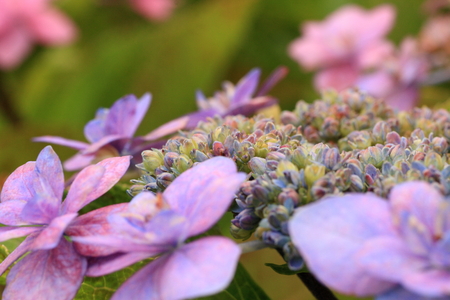 Hydrangea