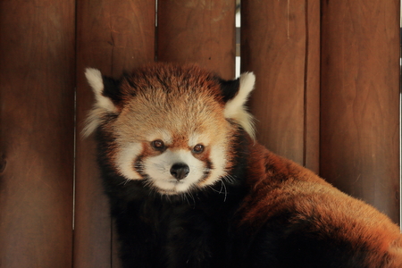 Red pandaの写真素材