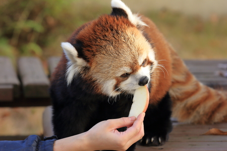 Red panda