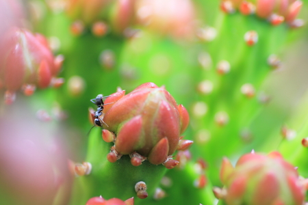 Cactus flowerの写真素材