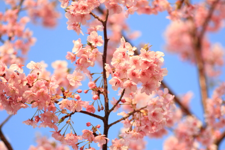Sakura cherry blossomの写真素材