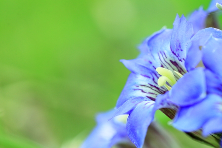 Gentiana flowerの写真素材