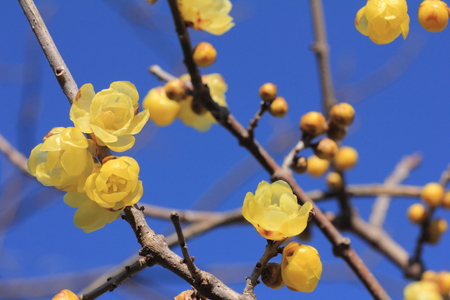 Winter sweet chimonanthusの写真素材