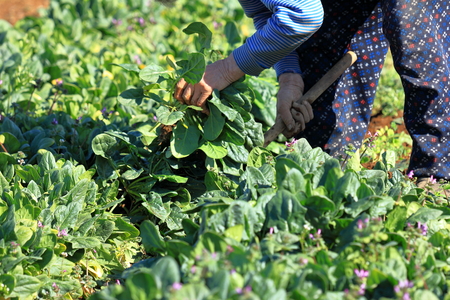 Spinach fieldの写真素材