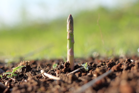 asparagusの写真素材