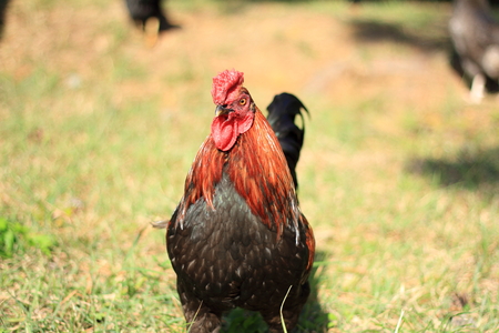 Fowlの写真素材