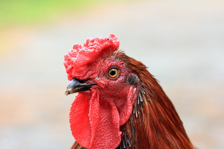 Fowl