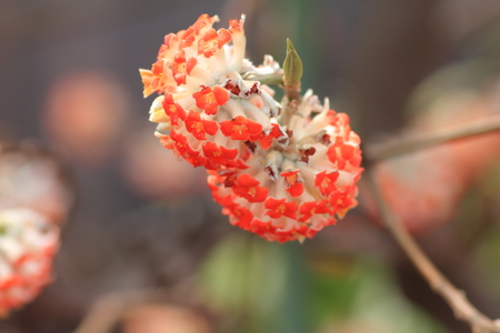 Edgeworthia chrysanthaの写真素材