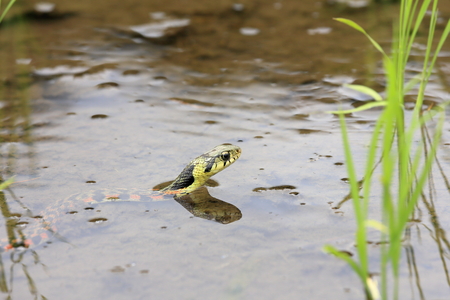 Rhabdophis tigrinus