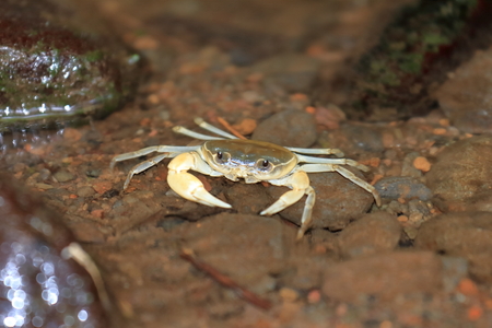 Freshwater crabの写真素材