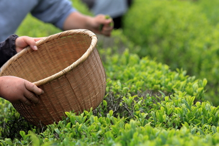 Japanese green tea field in Shizuoka Pref Japanの写真素材