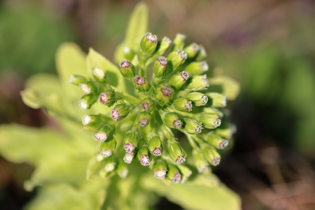 japanese butterbur closeup photoの写真素材