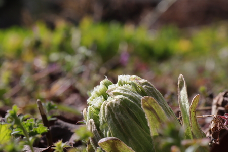Japanese butterbur closeup photoの写真素材
