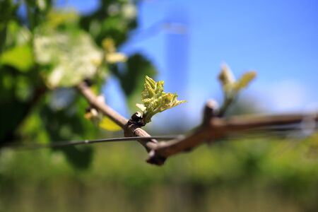 Vineyard Nagano prefecture in Japan