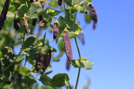 Snap peaの写真素材