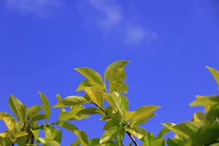 Japanese persimmon leavesの写真素材