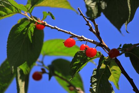 Cherries are on the tree.