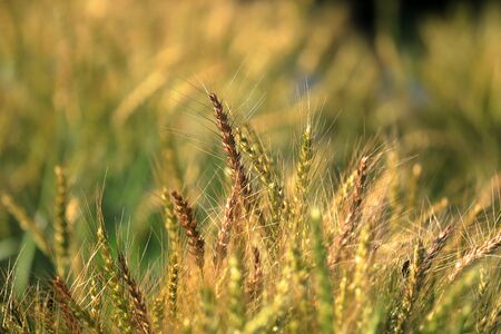 Green wheatの写真素材